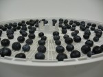 blueberries on a dryer tray